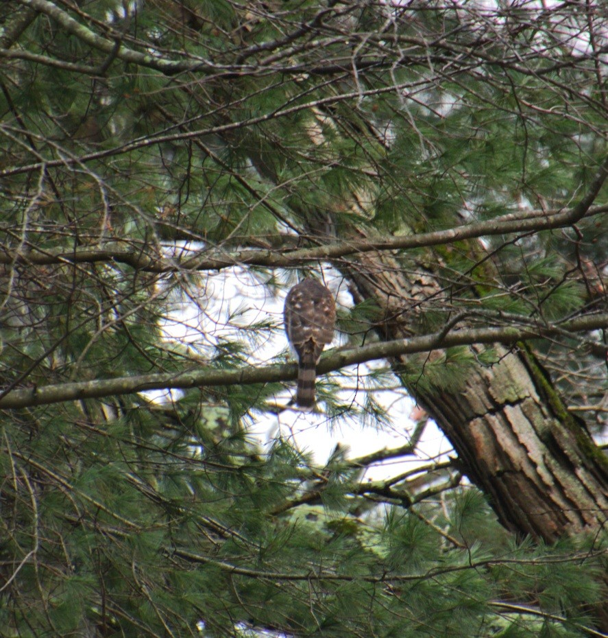 Cooper's Hawk - ML645848091