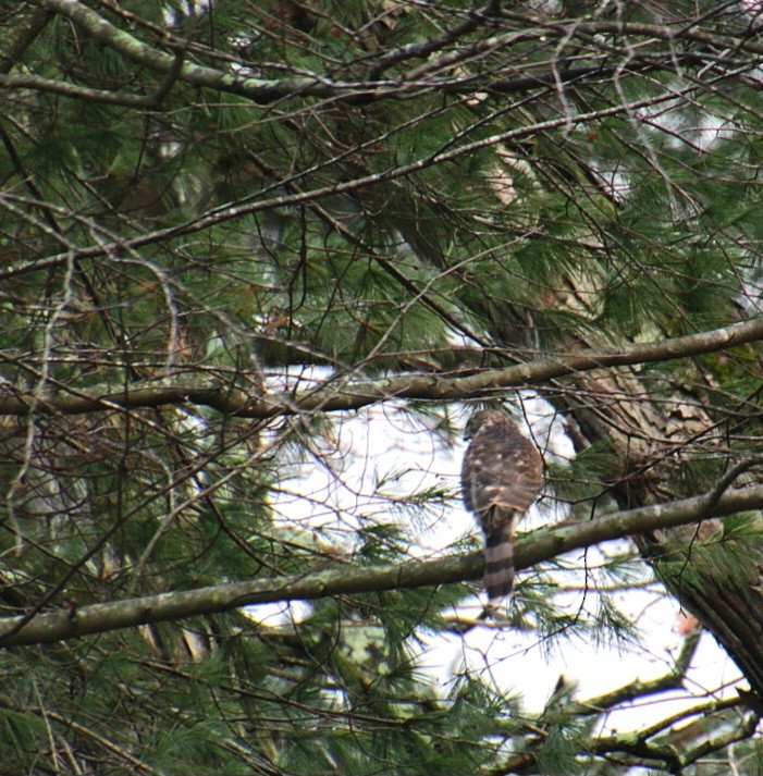 Cooper's Hawk - ML645848092