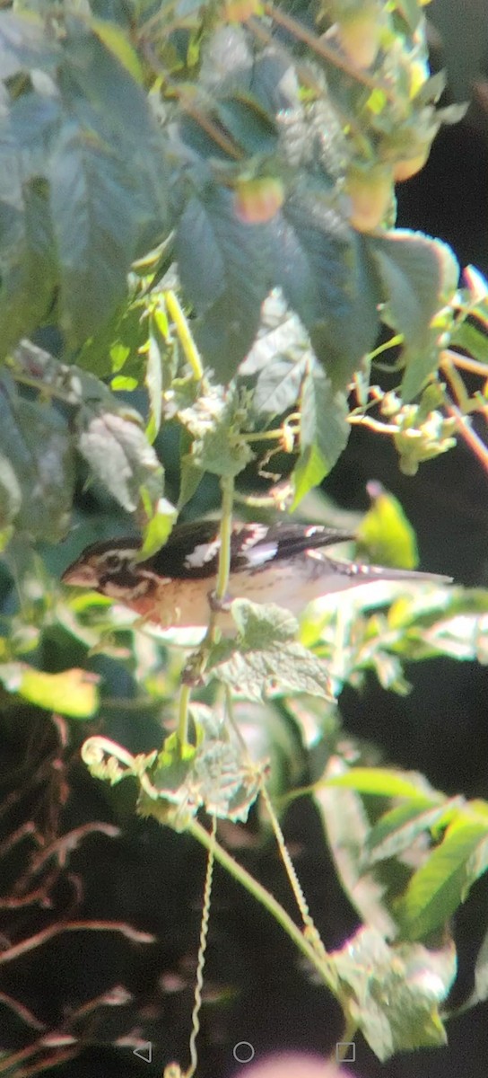Rose-breasted Grosbeak - ML645848095