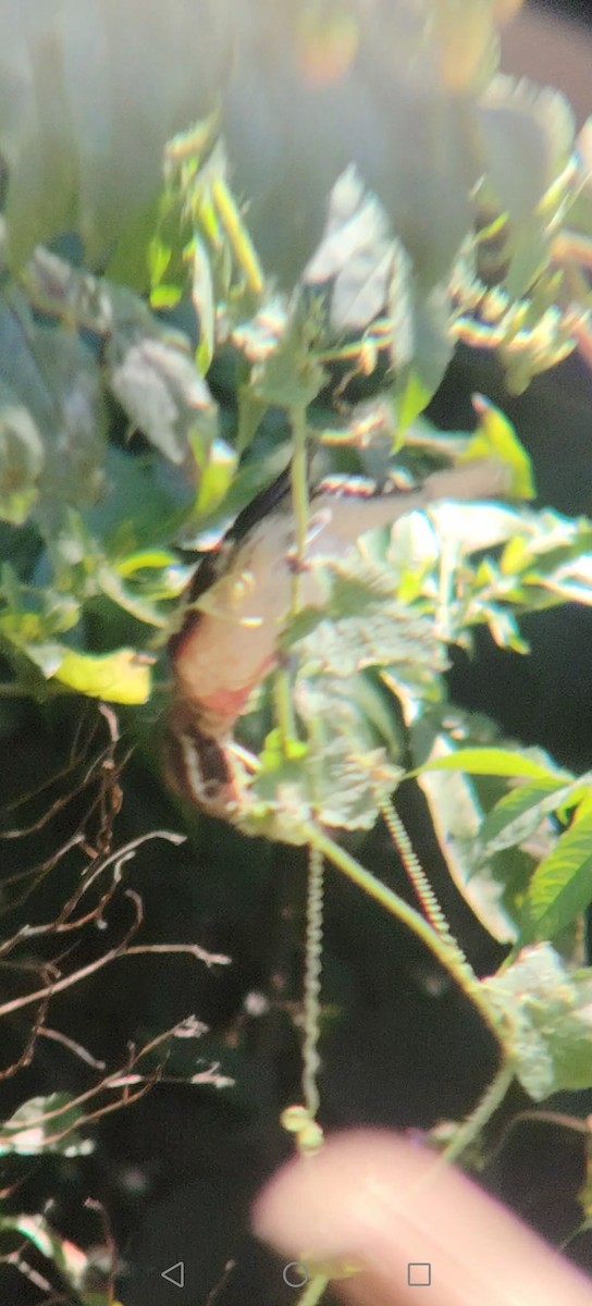 Rose-breasted Grosbeak - ML645848096