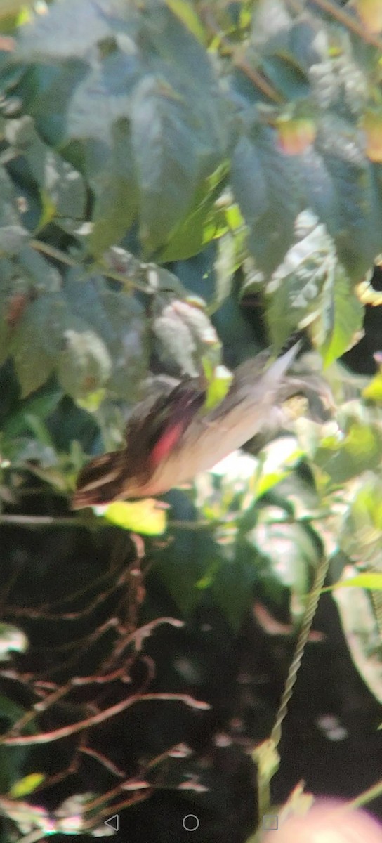 Rose-breasted Grosbeak - ML645848097