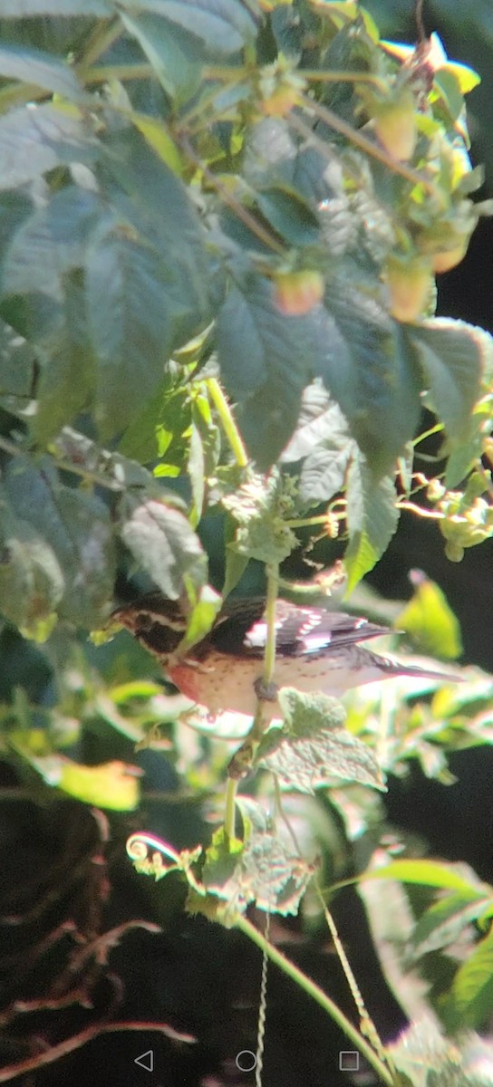 Rose-breasted Grosbeak - ML645848098