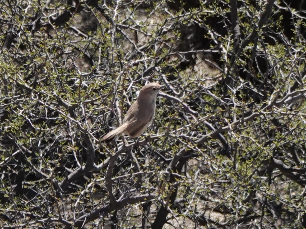 Sandy Gallito - ML645848102