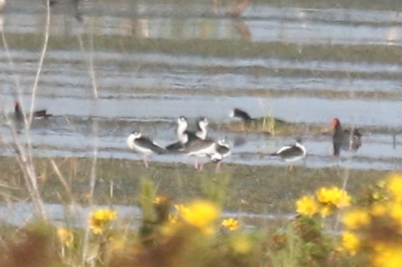 Black-necked Stilt - ML645848103