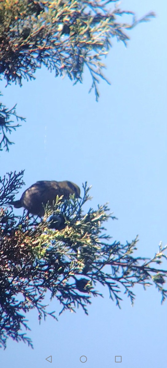 Townsend's Warbler - ML645848117