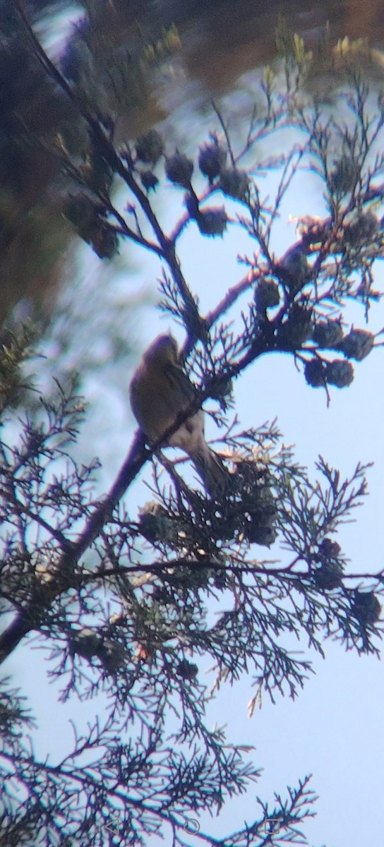 Townsend's Warbler - ML645848118