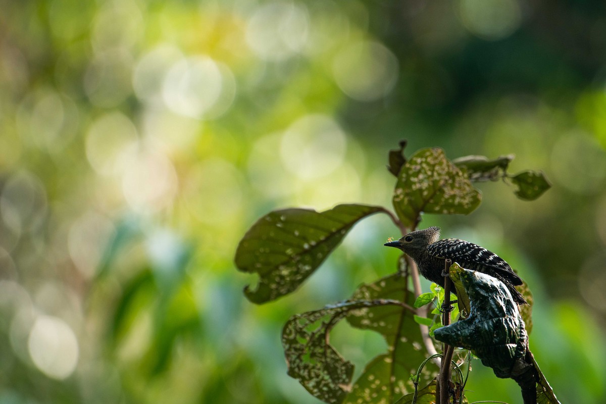 ヒメカレハゲラ - ML645848119