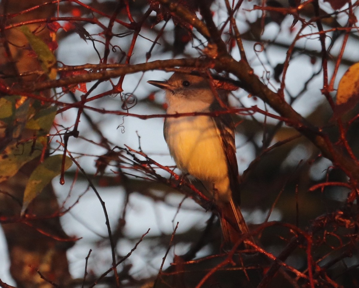 Ash-throated Flycatcher - ML645848121