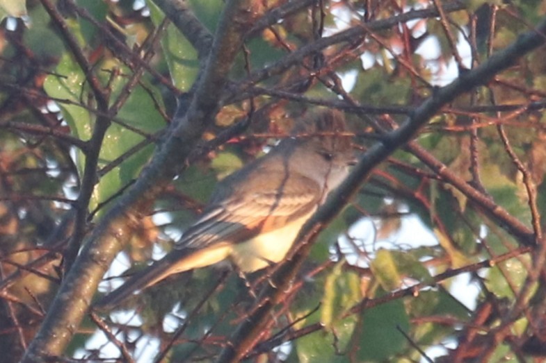 Ash-throated Flycatcher - ML645848122