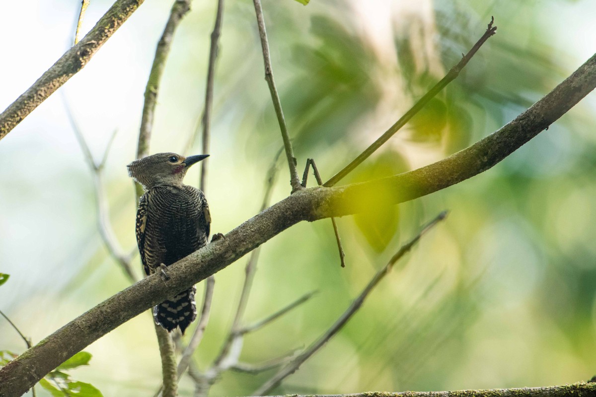 ヒメカレハゲラ - ML645848123