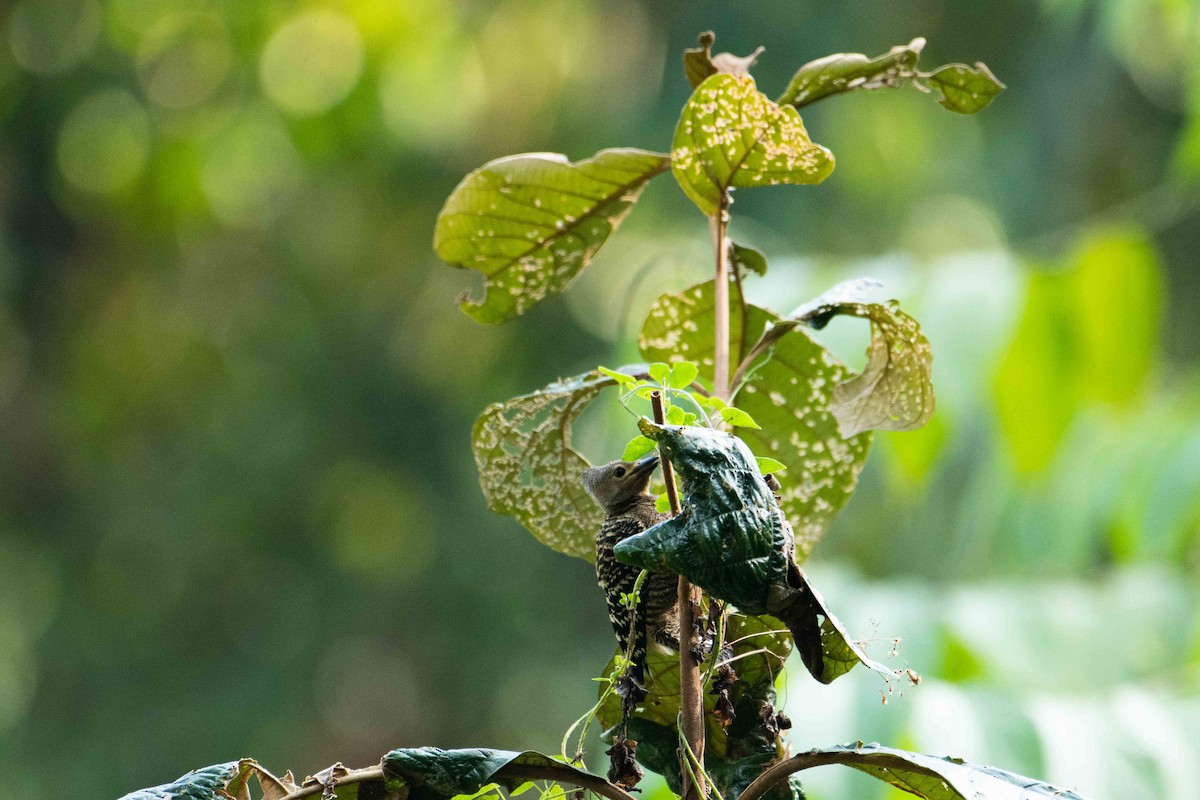 ヒメカレハゲラ - ML645848124