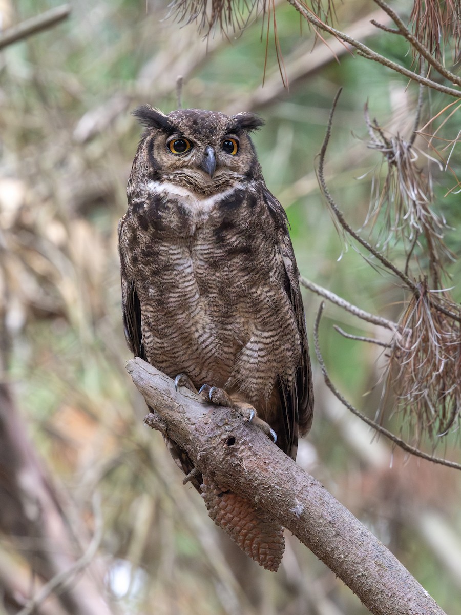 Lesser Horned Owl - ML645848129