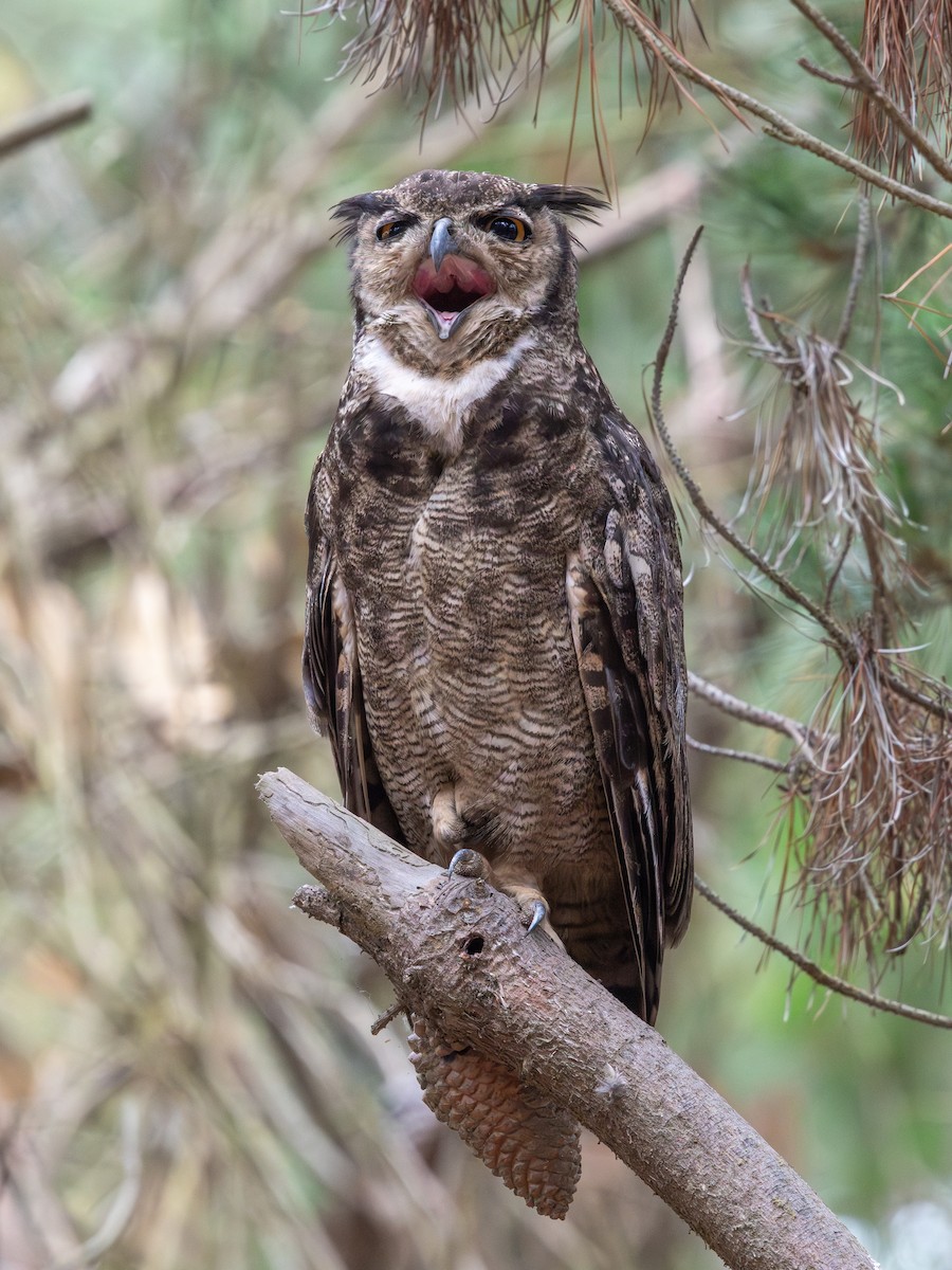 Lesser Horned Owl - ML645848130