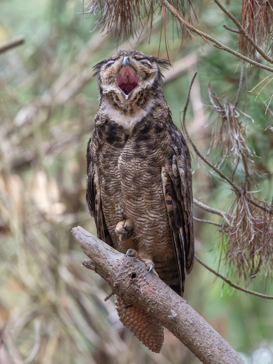 Lesser Horned Owl - ML645848131