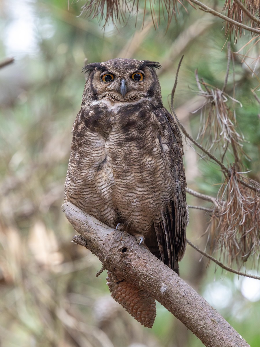 Lesser Horned Owl - ML645848132
