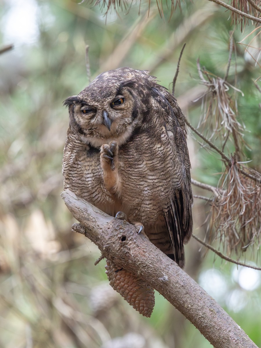 Lesser Horned Owl - ML645848133