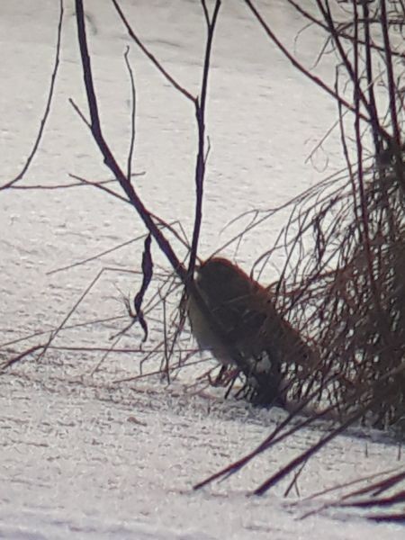 Blyth's Pipit - ML645848153