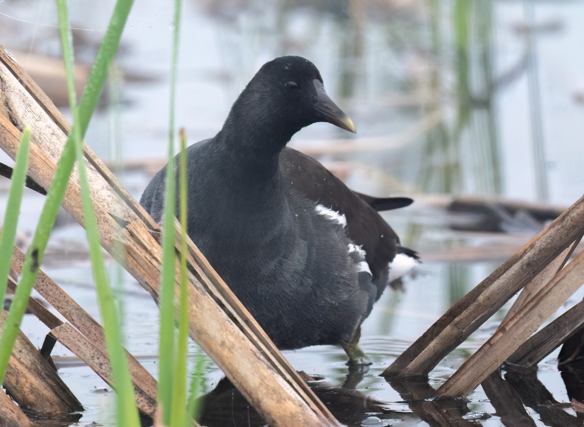 Common Gallinule - ML645848157