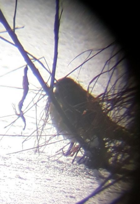 Blyth's Pipit - ML645848159