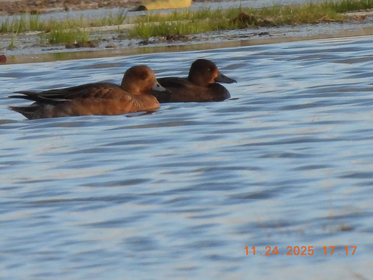 Тэнгисийн шумбуур - ML645848163