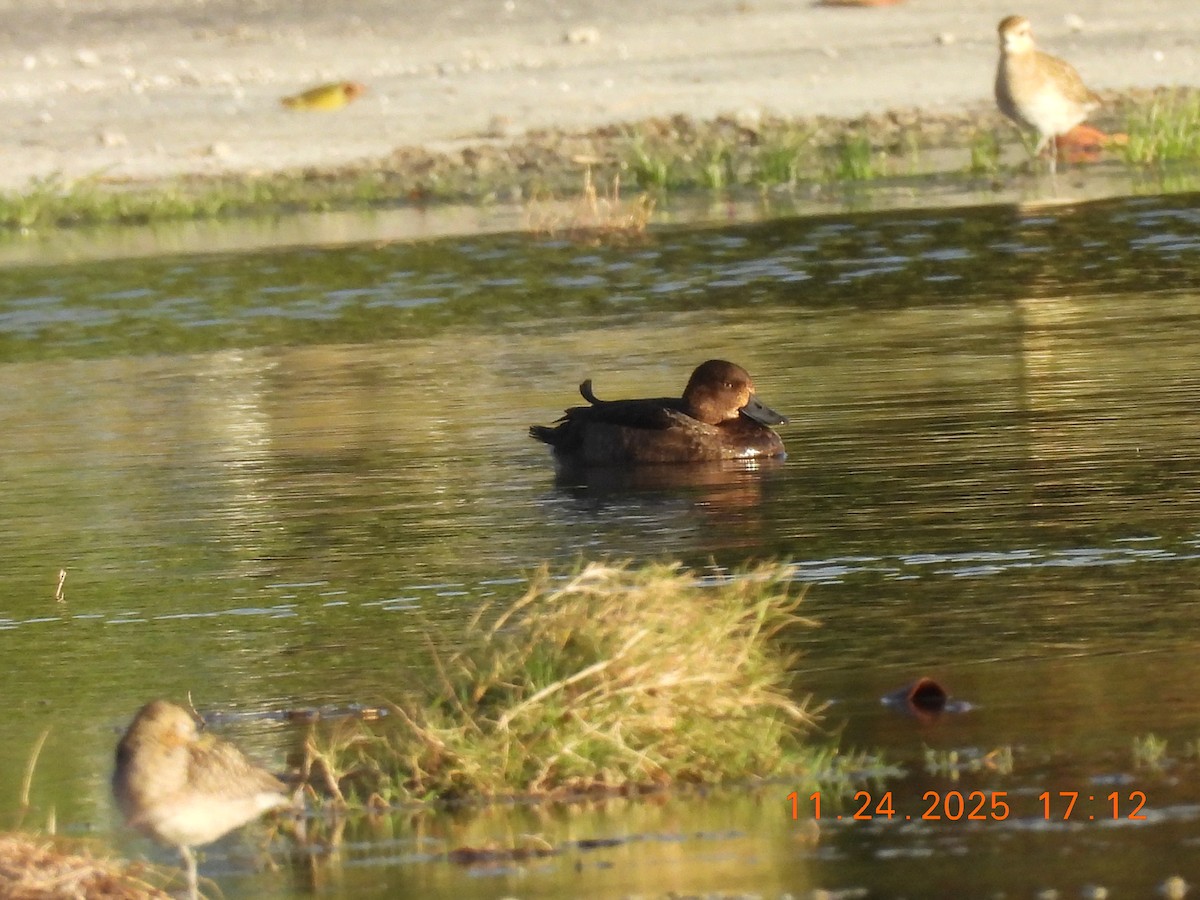 Тэнгисийн шумбуур - ML645848164