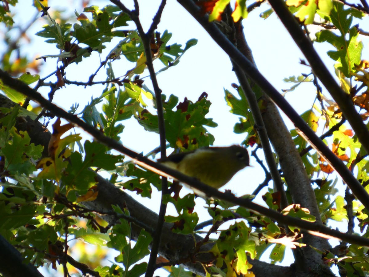 králíček americký - ML645848165