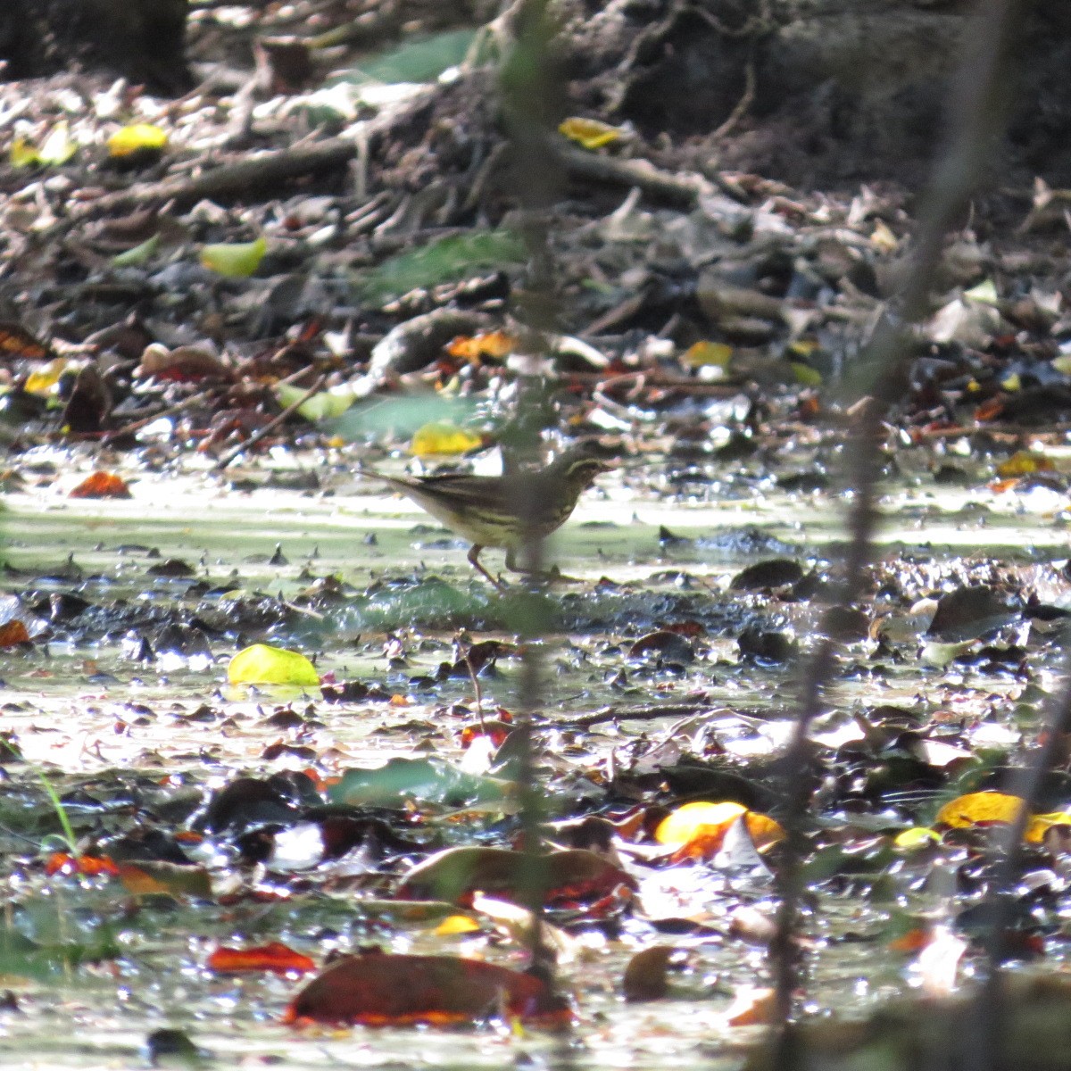 Northern Waterthrush - ML645848168
