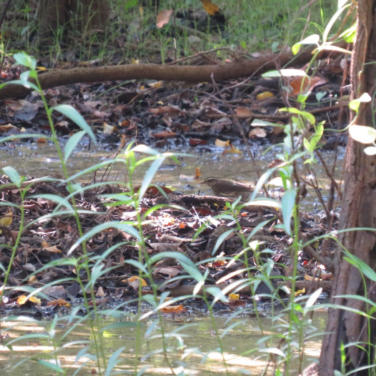 Northern Waterthrush - ML645848169