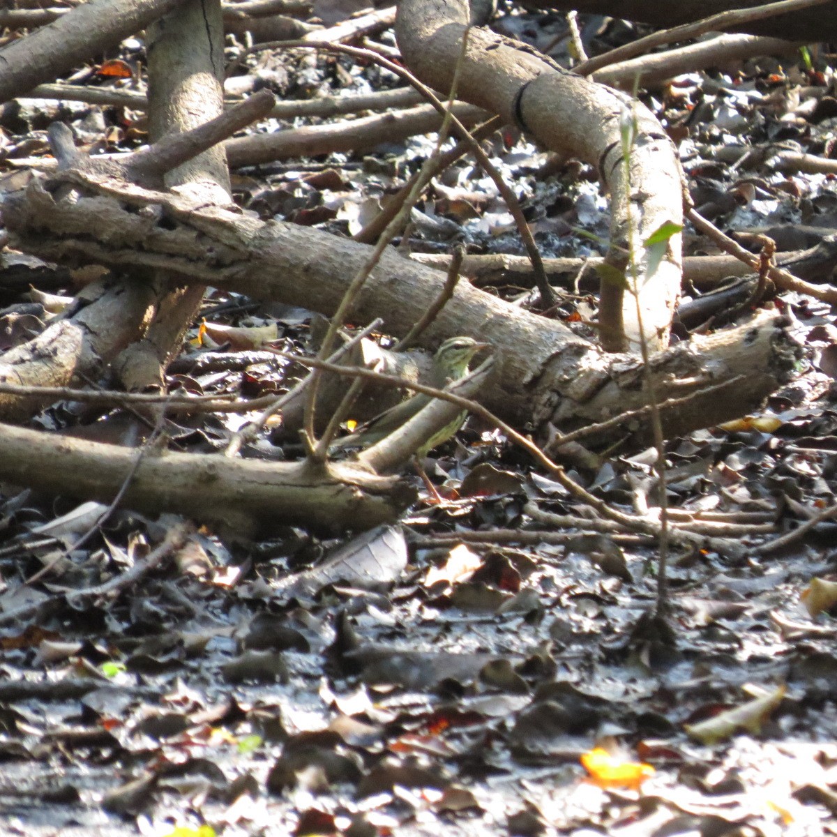 Northern Waterthrush - ML645848170