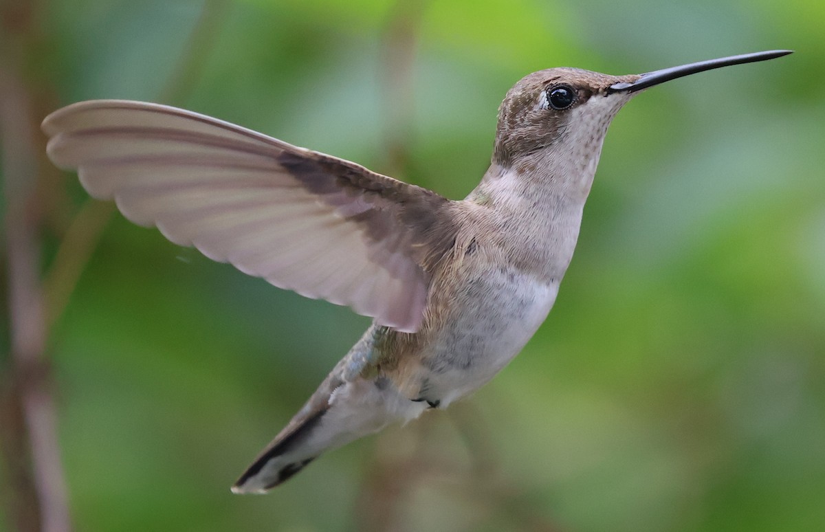 kalypta černobradá - ML645848174