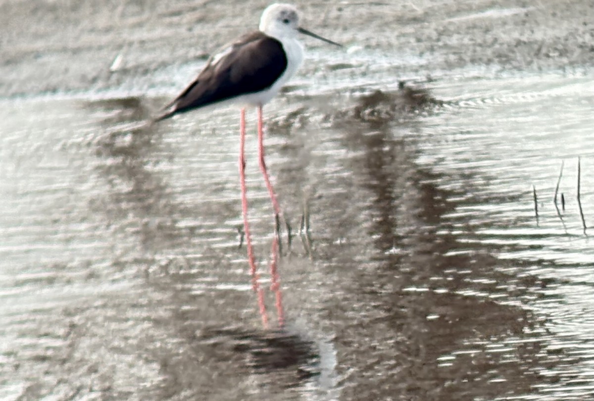 Zankaluze eurasiarra - ML645848177