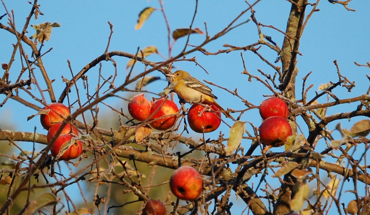 Baltimore Oriole - ML645848187