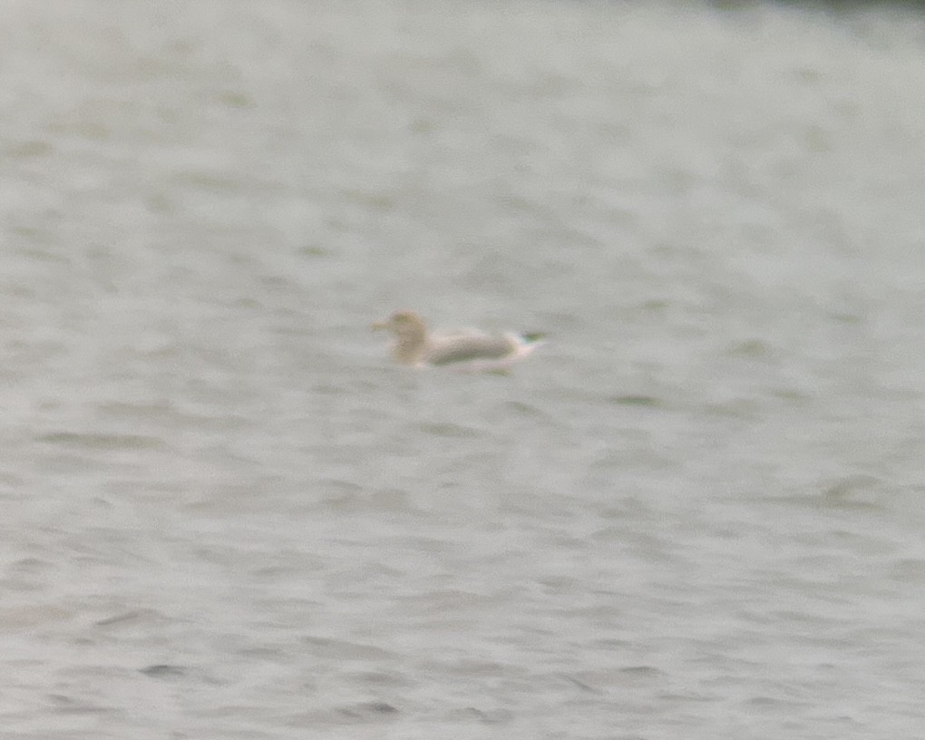 American Herring Gull - ML645848192