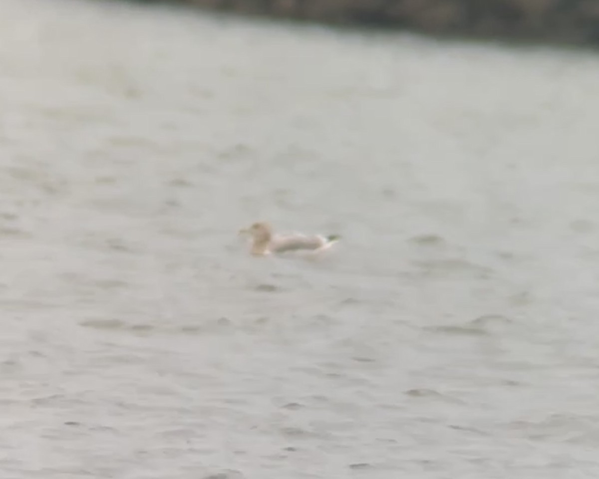 American Herring Gull - ML645848193