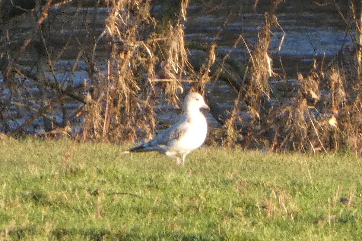 歐亞海鷗 - ML645848200