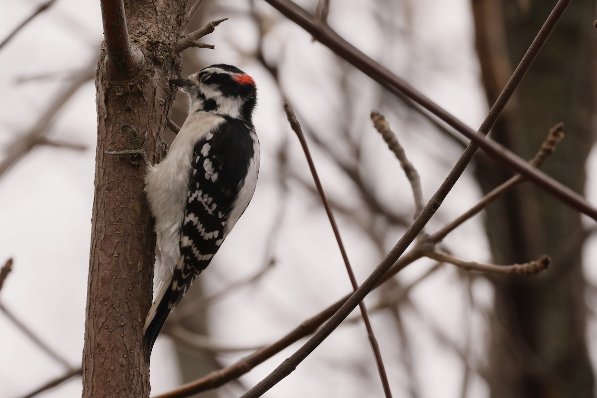 Downy Woodpecker - ML645848214