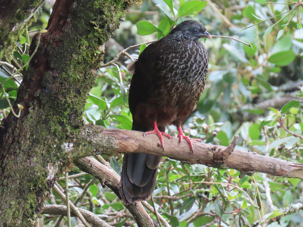 Andean Guan - ML645848222