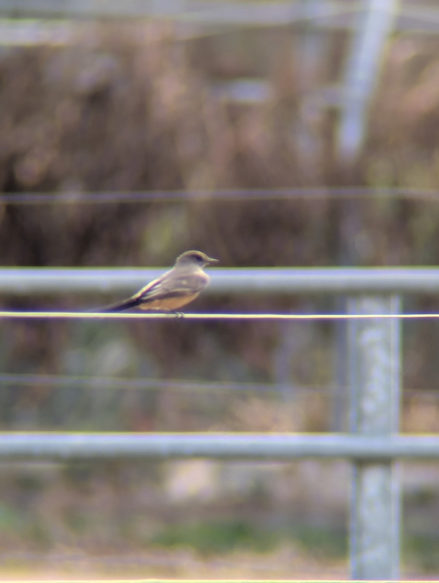 Say's Phoebe - ML645848228
