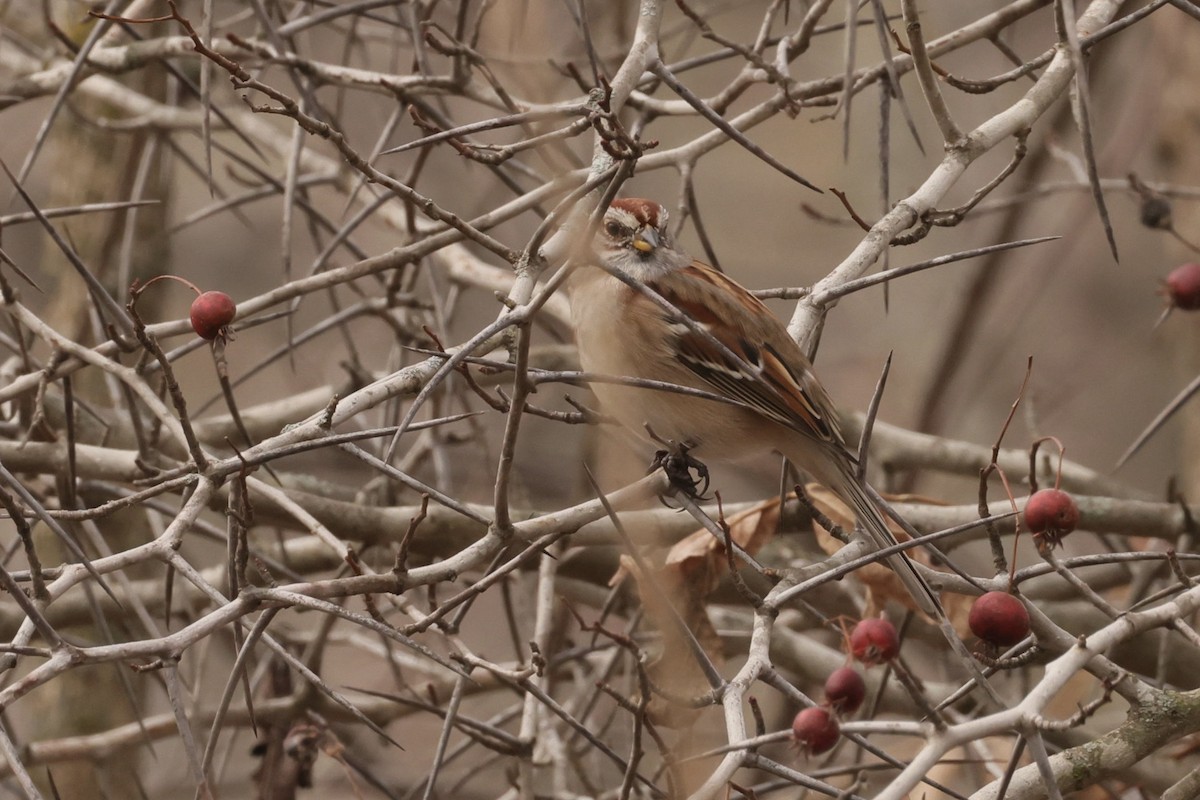 Пасовник північний - ML645848229