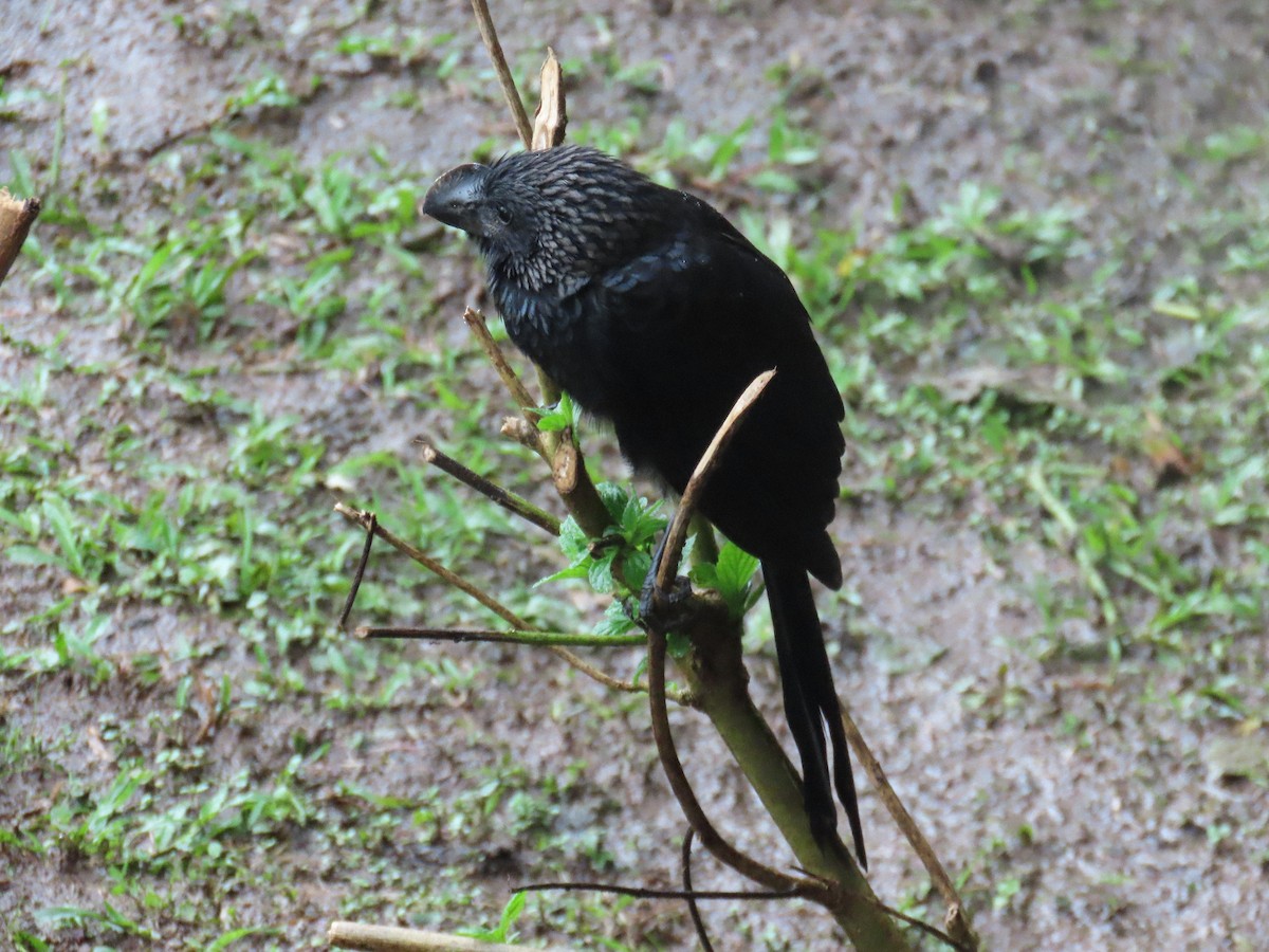 Greater Ani - ML645848231