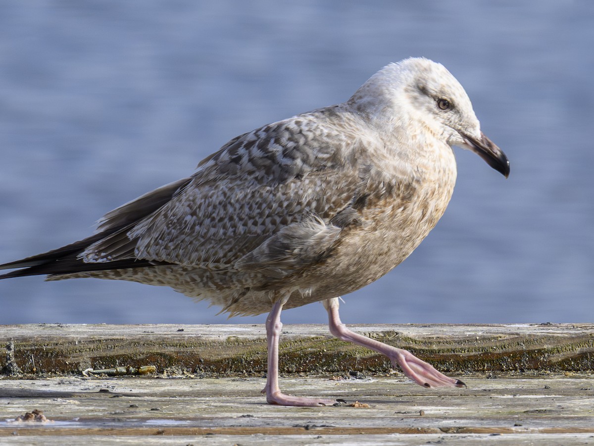 American Herring Gull - ML645848234