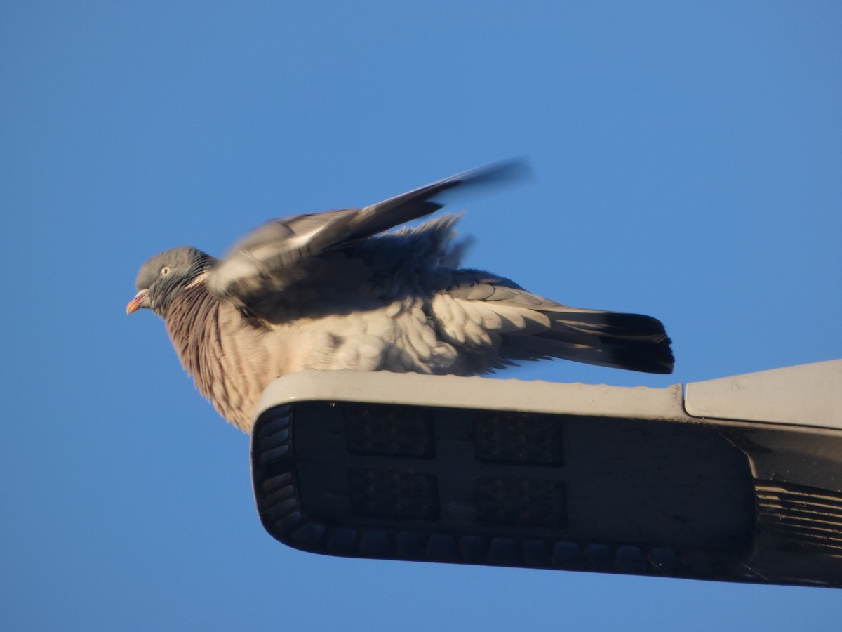 Common Wood-Pigeon - ML645848235