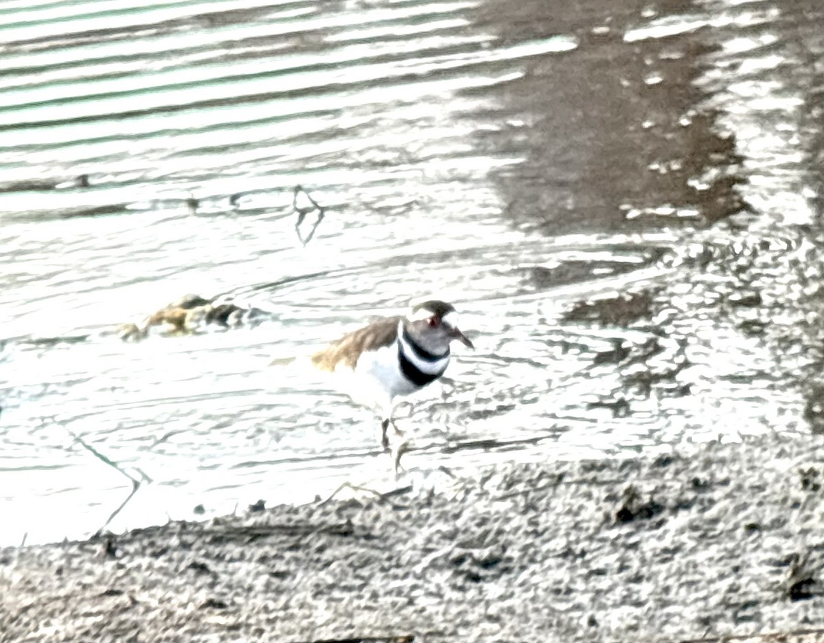 Pluvier à triple collier - ML645848238