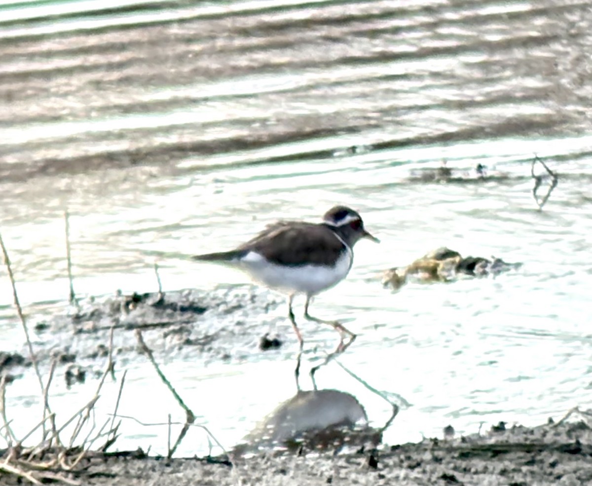 Pluvier à triple collier - ML645848239