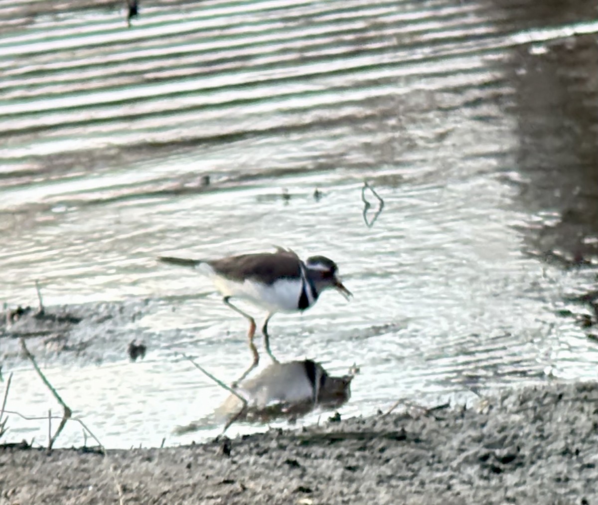 Pluvier à triple collier - ML645848240