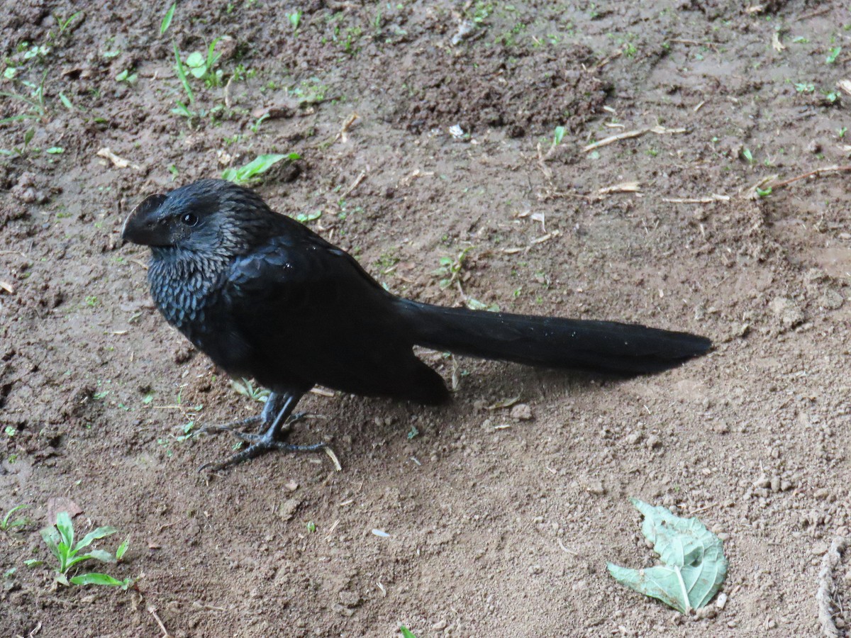 Greater Ani - ML645848241