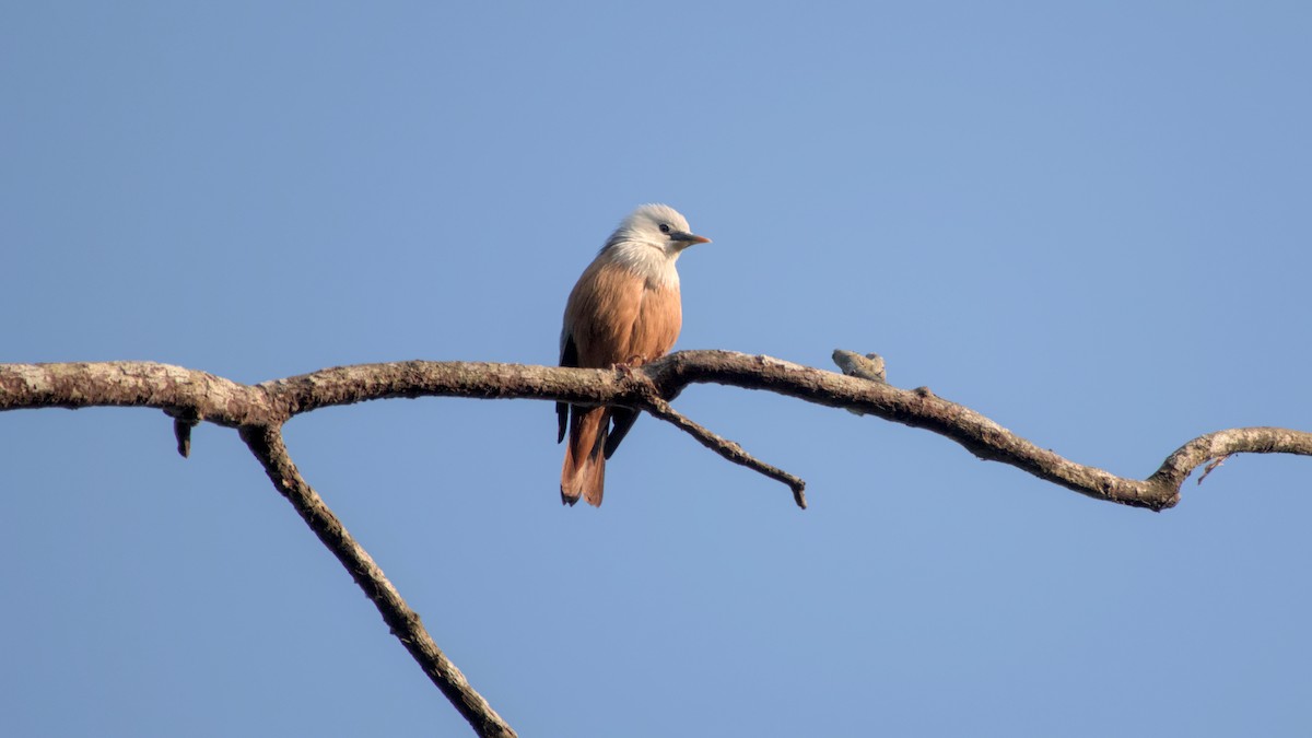 špaček malabarský - ML645848243