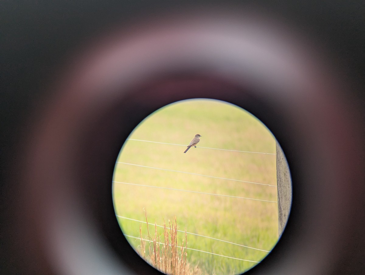 Say's Phoebe - ML645848246