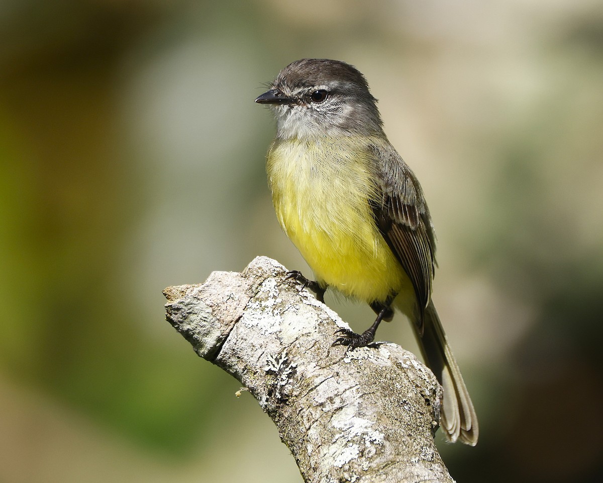 Sooty-headed Tyrannulet - ML645848248