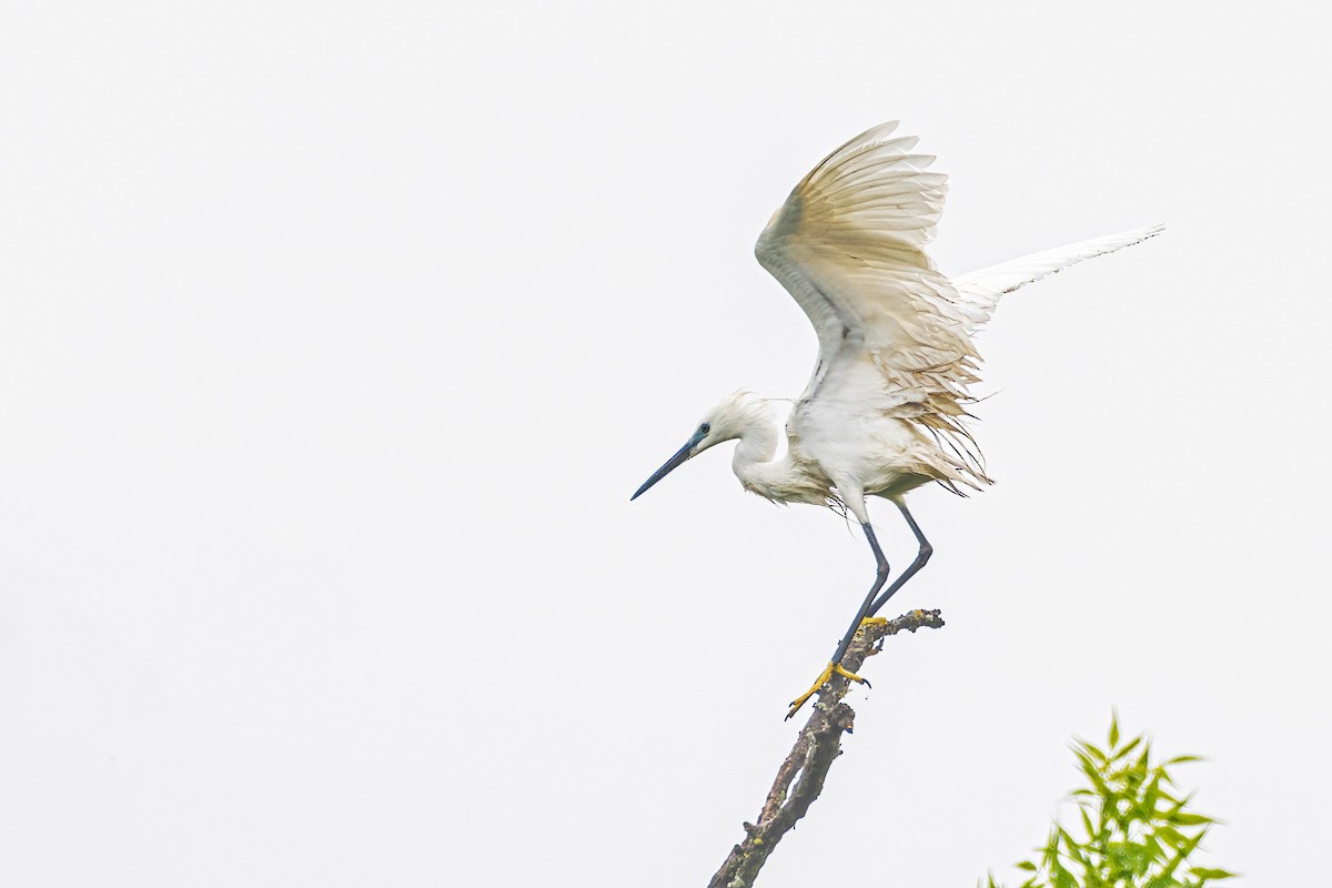 Aigrette garzette - ML645848254